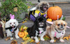 Easy Ways to Dress Your Dog For Halloween