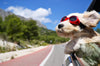 Tips When Traveling With Your Dog 